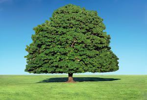 news_forestry_tree